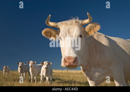 Vache Charolaise et veaux (Bos taurus domesticus). La France. Vache et veaux de race Charolaise. La France. Banque D'Images