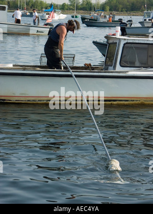 Quahoger shellfisherman dans la baie de Narragansett au large de Rhode Island Banque D'Images