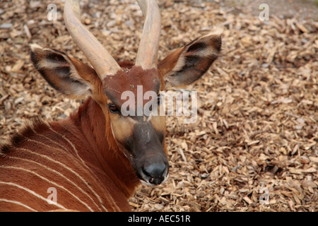 Est ou montagne Bongo (Tragelaphus eurycerus isaaci) reposant sur le sol et regardant directement la caméra Banque D'Images