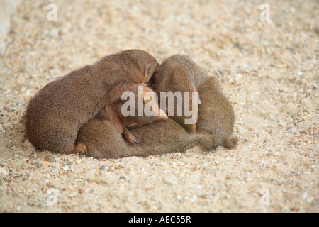 Groupe familial de Mongoses communs de Dwarf (Helogale parvula) dormant hudddled ensemble Banque D'Images