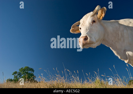 En Auvergne, photo d'une vache Charolaise (France). En Auvergne, portrait d'une vache Charolaise (Bos taurus domesticus). Banque D'Images