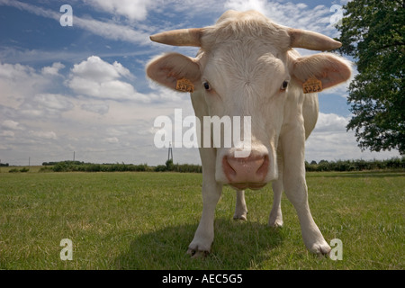 En Auvergne, photo d'une vache Charolaise (France). En Auvergne, portrait d'une vache Charolaise (Bos taurus domesticus). Banque D'Images