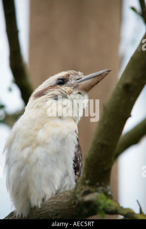 Young Laughing Kookaburra (Dacelo novaeguineae) perching on branche d'arbre Banque D'Images
