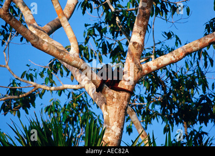 Les singes hurleurs rouge dans la fourche d'un arbre au Lac Sandoval Rainforest péruvien Amérique du Sud Banque D'Images