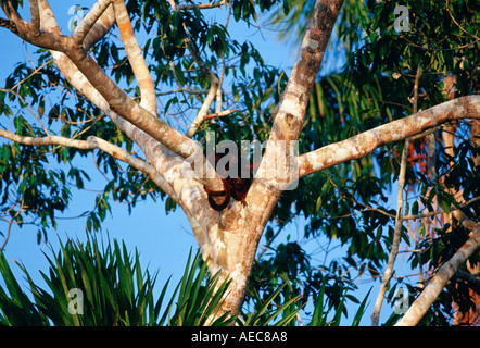 Les singes hurleurs rouge dans la fourche d'un arbre au Lac Sandoval Rainforest péruvien Amérique du Sud Banque D'Images