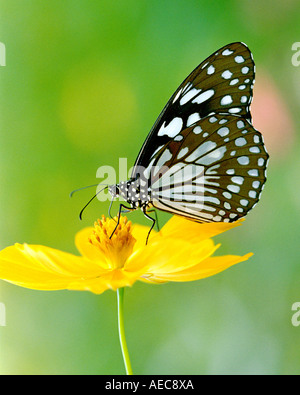 Tirumala limniace Blue tiger, Pieridae ; ; sucer le nectar des fleurs jaunes dans un agréable fond vert Banque D'Images