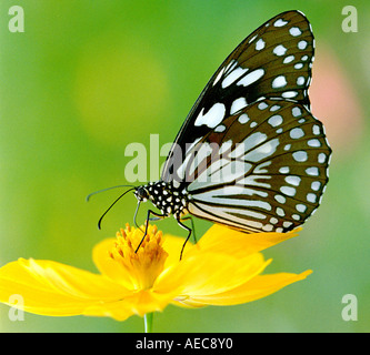 Tirumala limniace Blue tiger, Pieridae ; ; sucer le nectar des fleurs jaunes dans un agréable fond vert Banque D'Images