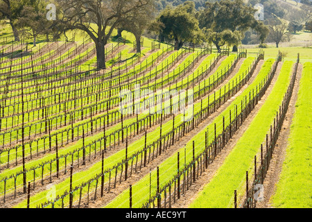 À la fin de l'hiver de la vigne Vignoble Firestone Santa Ynez Valley près de Santa Barbara en Californie Banque D'Images