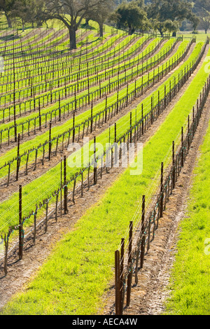 À la fin de l'hiver de la vigne Vignoble Firestone Santa Ynez Valley près de Santa Barbara en Californie Banque D'Images