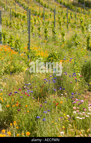 Wildflowers croître chez les jeunes vignes Curtis Winery Santa Ynez Valley en Californie Banque D'Images