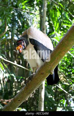 Sarcoramphus papa ou King Vulture vu au Sommet du Panama (Parc National de Soberania), comité permanent de la branche d'un arbre. Banque D'Images