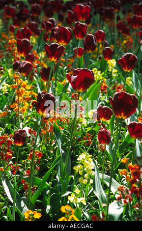 Un groupe de tulipes rouges dans un jardin ornemental à Paris France Banque D'Images