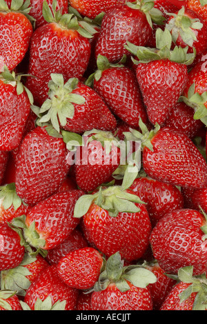 Fraise, fraise jardin hybride (Fragaria x ananassa, Fragaria ananassa), fruits mûrs Banque D'Images