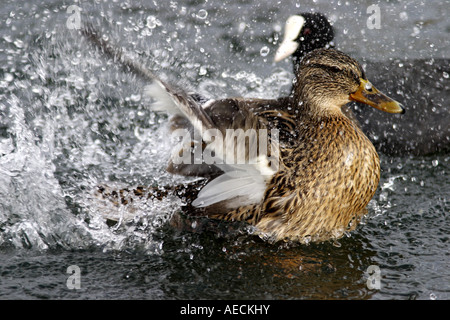 Le Canard colvert (Anas platyrhynchos), femme, baignade, Allemagne, Bade-Wurtemberg Banque D'Images