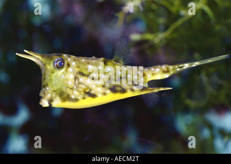 Longhorn Lactoria cornuta (cowfish) Banque D'Images