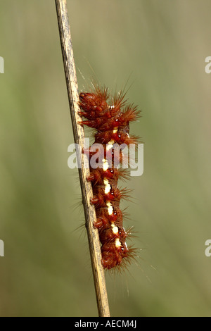 L'herbe (Acronicta rumicis knot, Apatele rumicis), Caterpillar, Allemagne, Bade-Wurtemberg Banque D'Images
