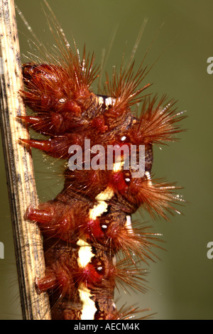 L'herbe (Acronicta rumicis knot, Apatele rumicis), Caterpillar, portrait, Allemagne, Bade-Wurtemberg Banque D'Images