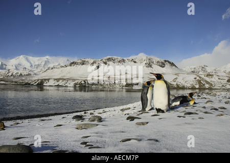 Manchot royal (Aptenodytes patagonicus), à la plage, l'Antarctique, Suedgeorgien Banque D'Images