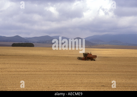 Moissonneuse-batteuse au travail sur un vaste champ d'orge Banque D'Images
