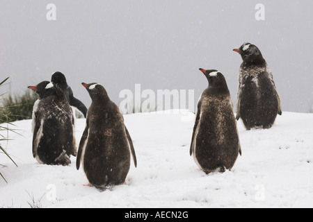 Gentoo pingouin (Pygoscelis papua), cinq animaux dans la neige de derrière, l'Antarctique, Suedgeorgien Banque D'Images