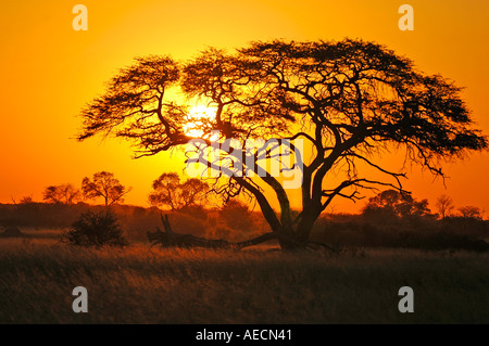 Camelthorn Acacia erioloba giraffae dans le parc national de Hwange au Zimbabwe Banque D'Images