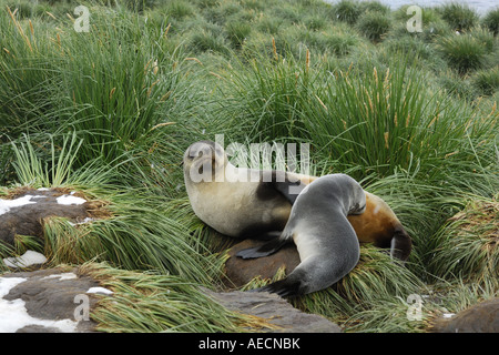 Argentina (Arctocephalus gazella), mère des mineurs, l'Antarctique, Suedgeorgien Banque D'Images