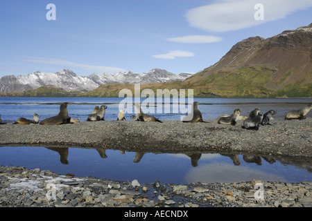 Argentina (Arctocephalus gazella), un groupe de personnes à la plage, l'Antarctique, Suedgeorgien Banque D'Images