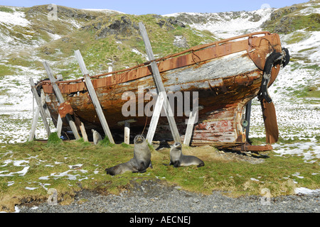 Argentina (Arctocephalus gazella), trois personnes en face d'un naufrage, l'Antarctique, Suedgeorgien Banque D'Images