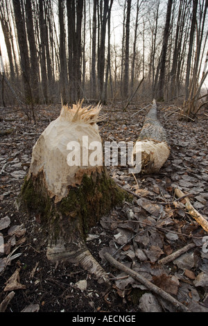 Tremble abattus par castor européen Banque D'Images