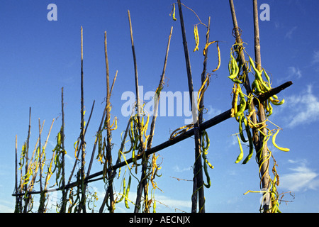 Pole haricot (Phaseolus vulgaris var. vulgaris), suspendu sur beanpole, Allemagne Banque D'Images