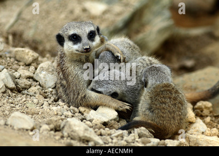 À queue fine, suricate (Suricata suricatta) suricates, allaitement Banque D'Images