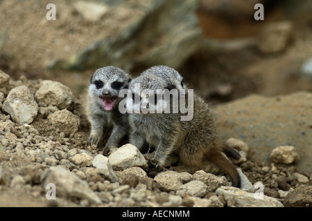 À queue fine, suricate (Suricata suricatta) suricates, pups Banque D'Images