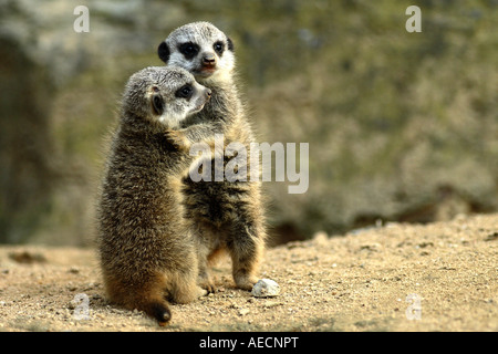 À queue fine, suricate (Suricata suricatta) suricates, pups Banque D'Images