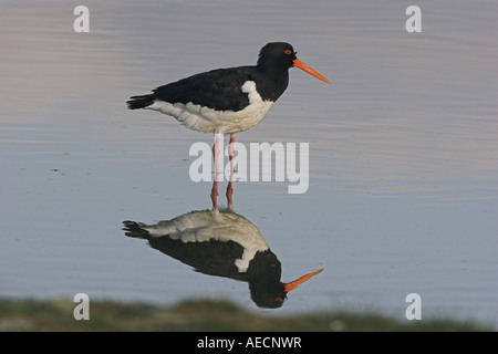 Palaearctic huîtrier pie (Haematopus ostralegus), debout dans l'eau avec l'image en miroir, Pays-Bas, Texel Banque D'Images