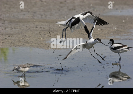 Avocette élégante (Recurvirostra avosetta), Combats, Pays-Bas, Texel Banque D'Images