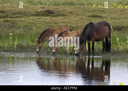 Poney Exmoor (Equus przewalskii f. caballus), avec les poulains, boire, Pays-Bas, Texel Banque D'Images