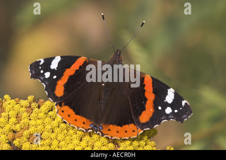 Vulcain (Vanessa atalanta), assis sur la fleur jaune, l'Allemagne, Bade-Wurtemberg Banque D'Images