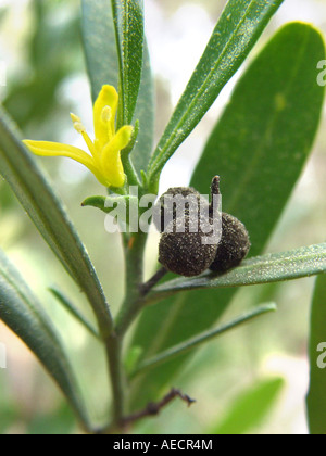 L'euphorbe ésule (Olive Cneorum tricoccon), des fleurs et des fruits, de l'Espagne, Majorque Banque D'Images