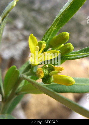 L'euphorbe ésule (Olive Cneorum tricoccon), des fleurs, de l'Espagne, Majorque Banque D'Images