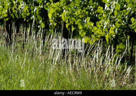 Région de vigne dans Falkenstein Weinviertel Austrias inférieur Banque D'Images