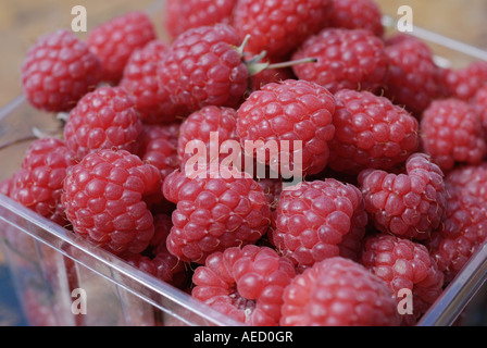 Framboises Banque D'Images