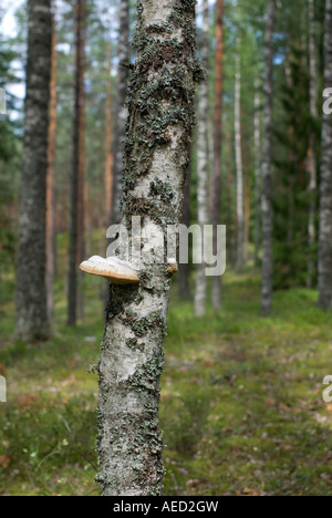 Superficie forestière dans Sooru Kaiu Sentier de randonnée à Jogeva County est de l'Estonie Banque D'Images