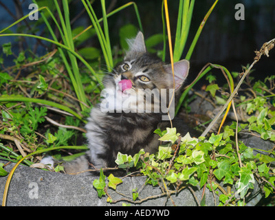 Chatons de Tabby en argent dans l'ourn de fleur avec la langue dehors le nez de régal Banque D'Images