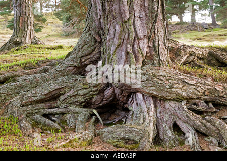 Les racines et le tronc d'un arbre de pin sylvestre en forêt Glen Lyon Ecosse Banque D'Images