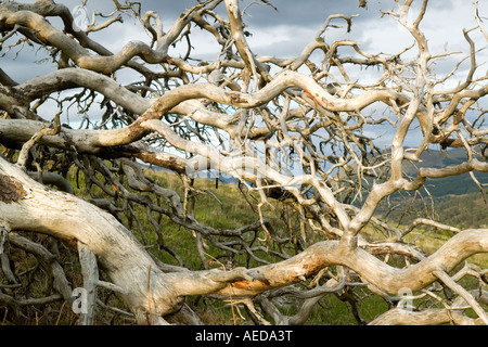 Les racines et le tronc d'un arbre de pin sylvestre pulsé sur Glen Lyon Ecosse Banque D'Images