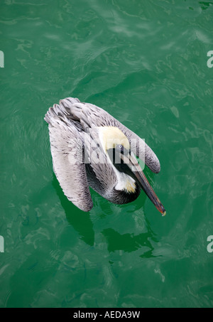 Un grand pelican flottant sur la mer à Naples Beach Floride USA Banque D'Images