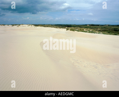 Dune de sable de type Barchan, Råbjerg Mile, Vendsyssel, nord de Jylland (Jutland), Danemark. Banque D'Images