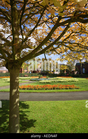 'Grosvenor Park' park Chester Angleterre arbre Banque D'Images