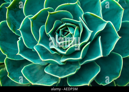 Extreme close up du motif de fleur de cactus Banque D'Images