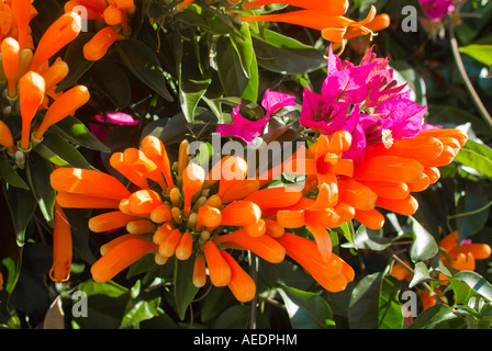 Close up de couleurs orange et rose des fleurs tropicales à Nerja Espagne Banque D'Images